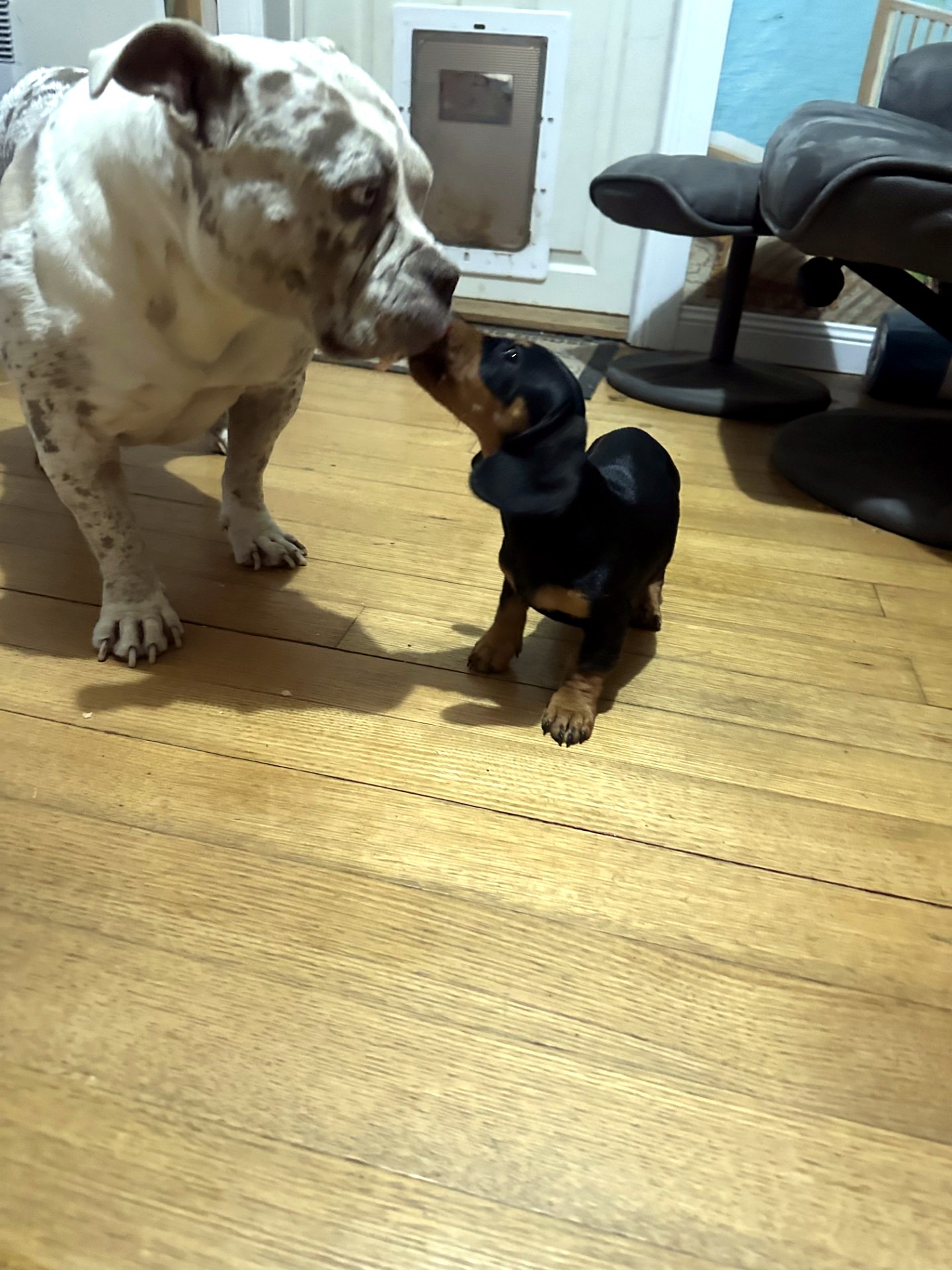 Cleo and Dolly having a friendly romp indoors