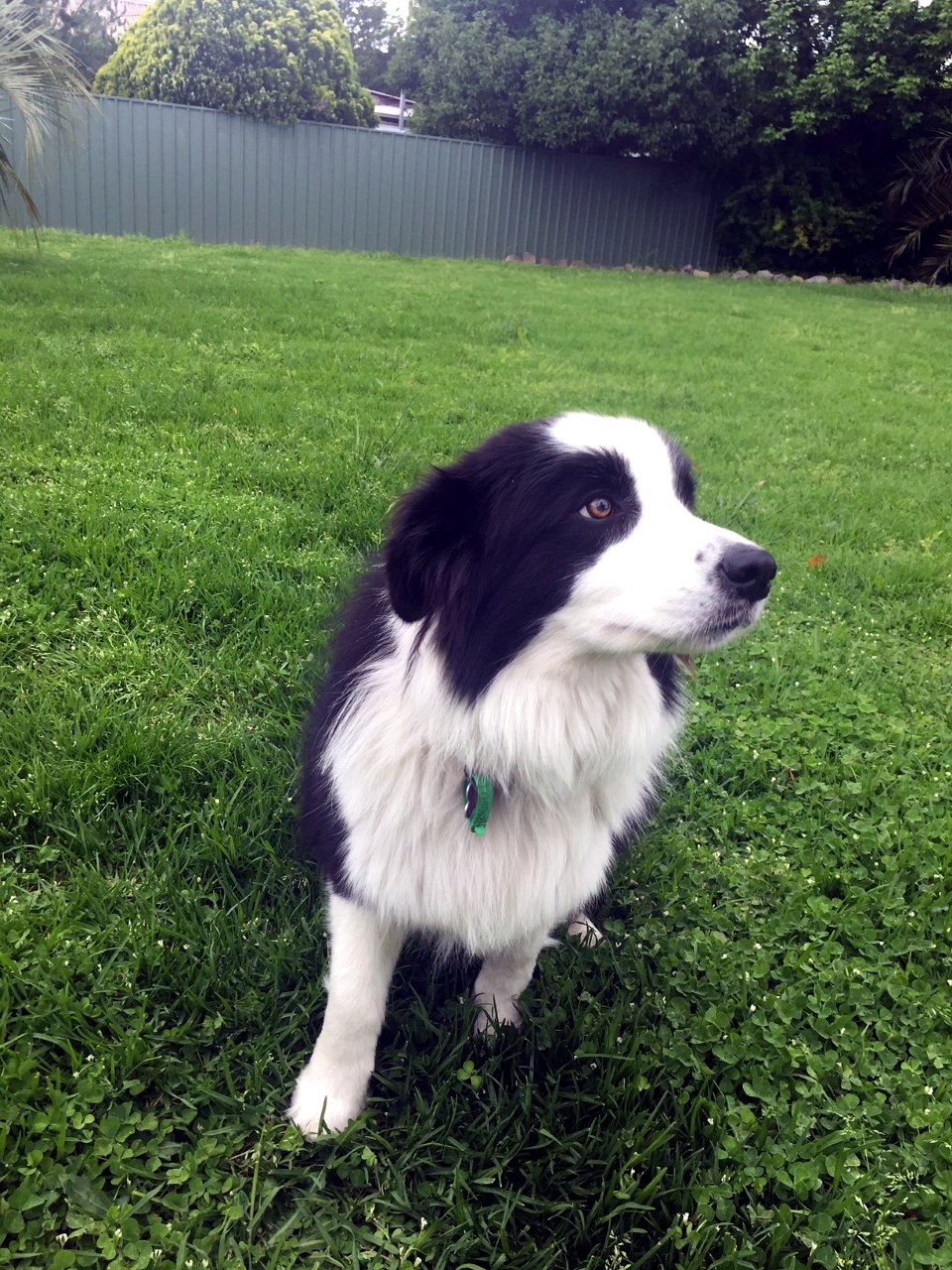 A border collie enjoying the motel garden