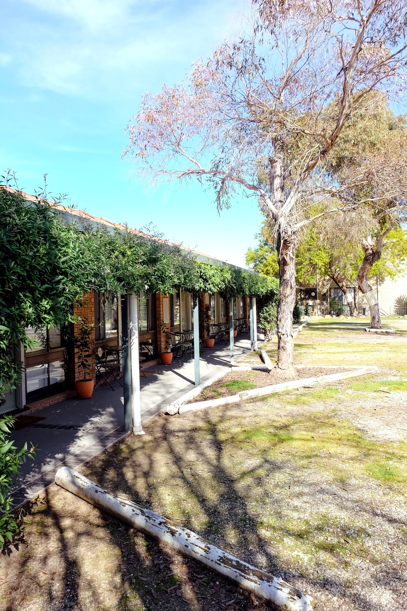 The vine-covered verandah running along the garden at Jolly Swagman Motor Inn, Holbrook
